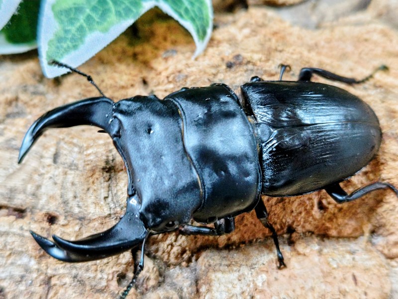 HOPEI(オオクワガタ原名亜種)成虫 中国 福建省旧北峰産 ありの実