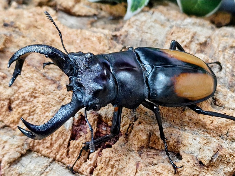 パリーフタマタクワガタ(マレー・スマトラ亜種)成虫 オランダ領東インド諸島 スマトラ島ジャンピ産 ありの実