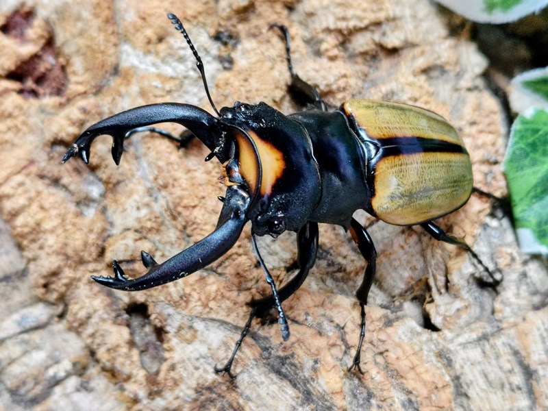 ラコダールツヤクワガタ成虫 オランダ領東インド諸島 スマトラ島アチェ州ブランケジェレン産 ありの実