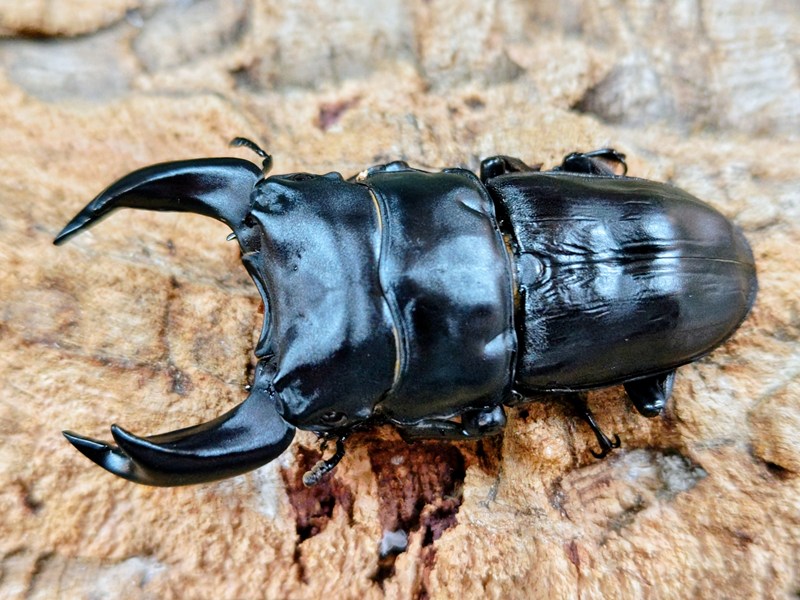 国産オオクワガタ(極太アンバランス氏素性)成虫 No.99(プーマ) 産 ありの実