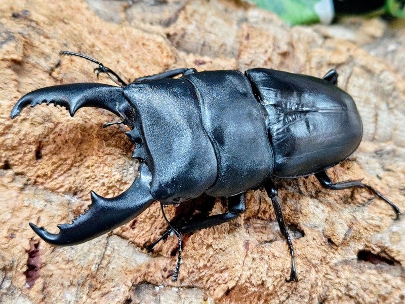 ミンダナオオオヒラタクワガタ成虫 フィリピン共和国 ミンダナオ島マラグサン産 ありの実