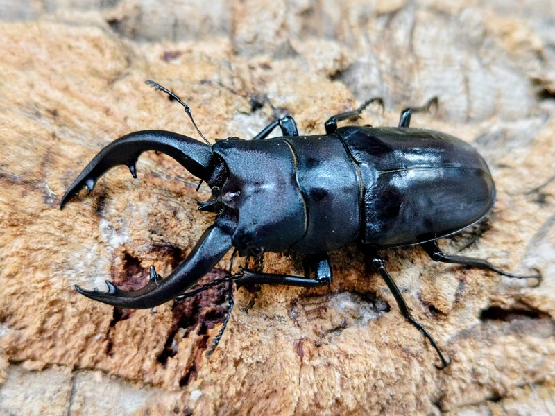 アマミノコギリクワガタ成虫 奄美大島 笠利町産 ありの実