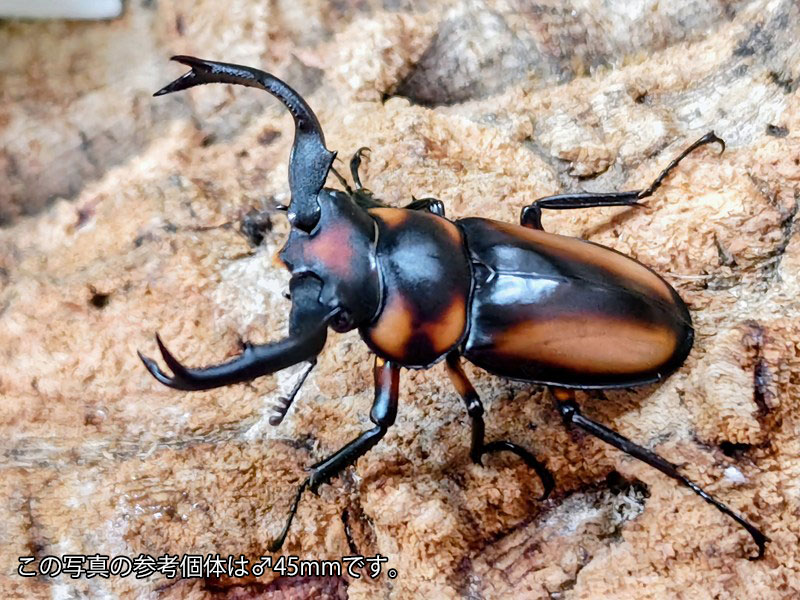 スペキオススシカクワガタ成虫 引き分け チェンマイ県産 ありの実