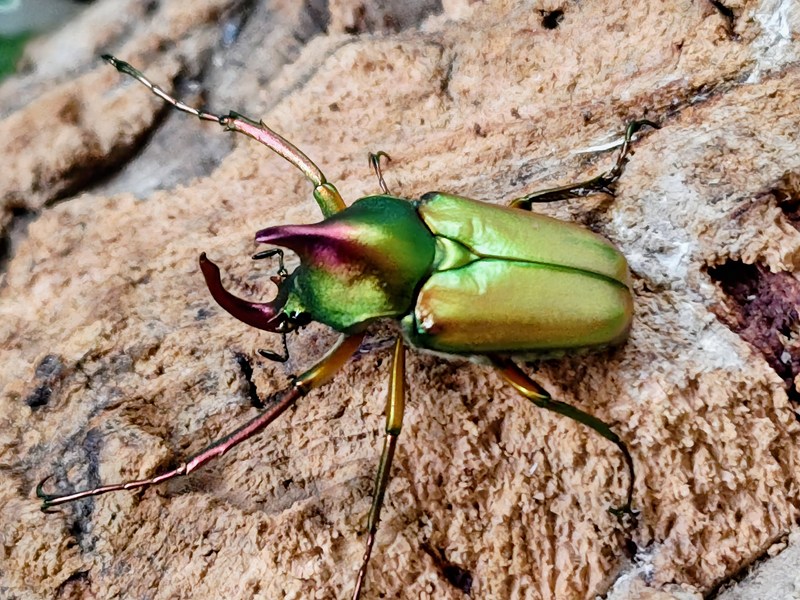 ロドリゲスカブトハナムグリ成虫 フィリピン共和国 パラワン島バタラダ産 ありの実