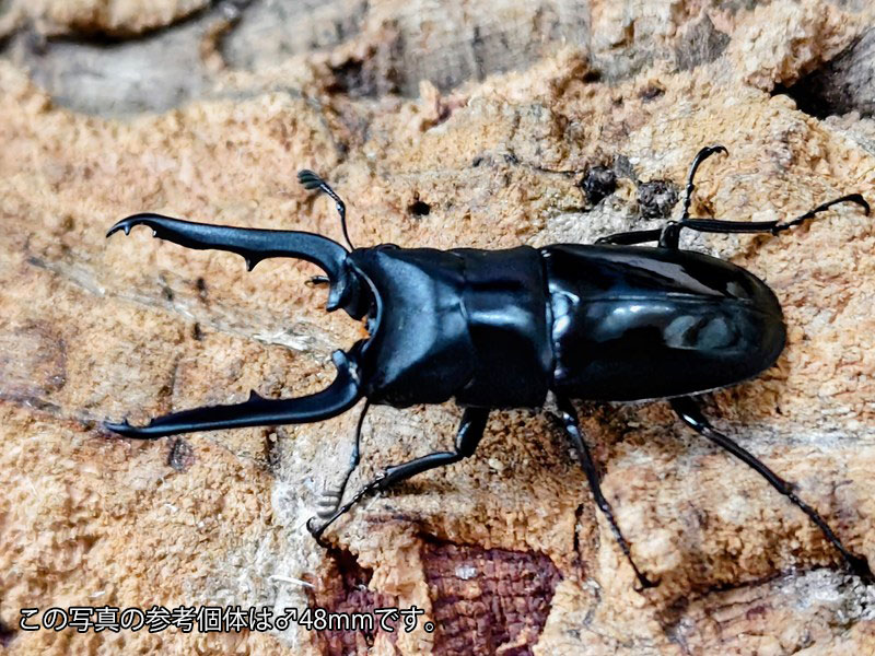 ブッタノコギリクワガタ亜種ebeninus成虫 フィリピン共和国 ミンダナオ島エベニウス産 ありの実