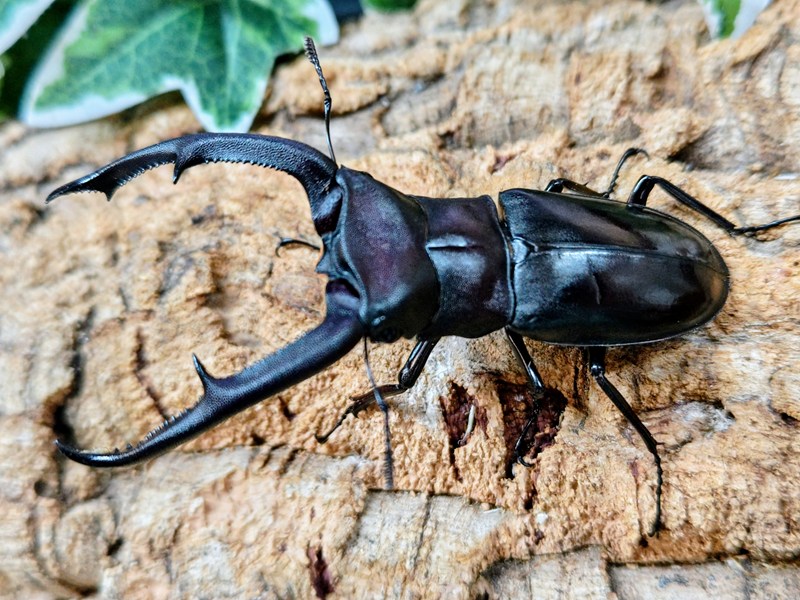 マンディブラリスフタマタクワガタ成虫 オランダ領東インド諸島 スマトラ島ジャンピ産 ありの実