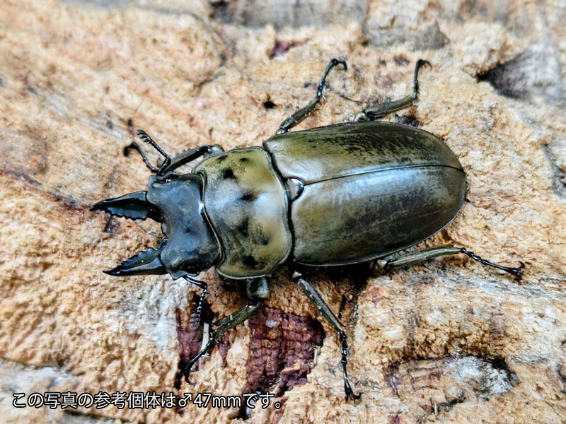 モーレンカンプオウゴンオニ成虫 オランダ領東インド諸島 スマトラ島ベンクール産 ありの実