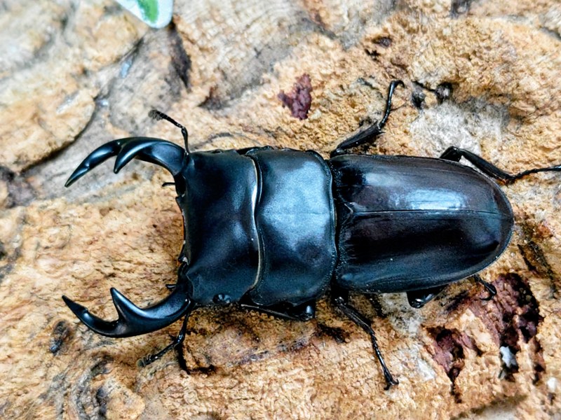 クルビデンスオオクワガタ成虫 引き分け チェンライ県ウイアンパパウ産 ありの実