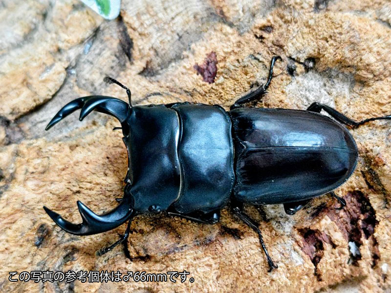 クルビデンスオオクワガタ成虫 引き分け チェンライ県ウイアンパパウ産 ありの実