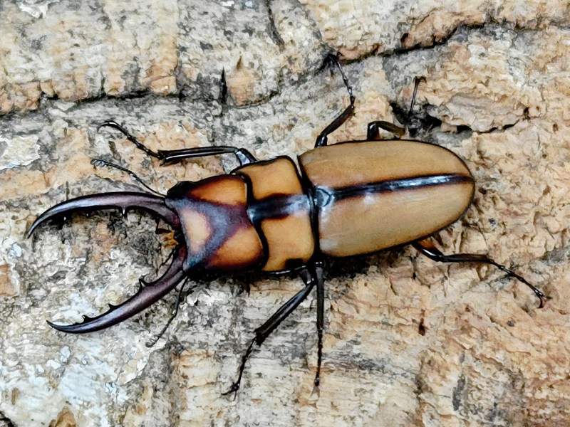 スツラリスノコギリクワガタ成虫 引き分け チェンライ県ウイアンパパウ産 ありの実