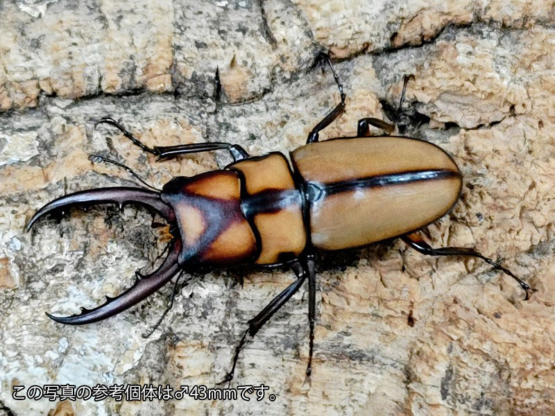スツラリスノコギリクワガタ成虫 引き分け チェンライ県ウイアンパパウ産 ありの実