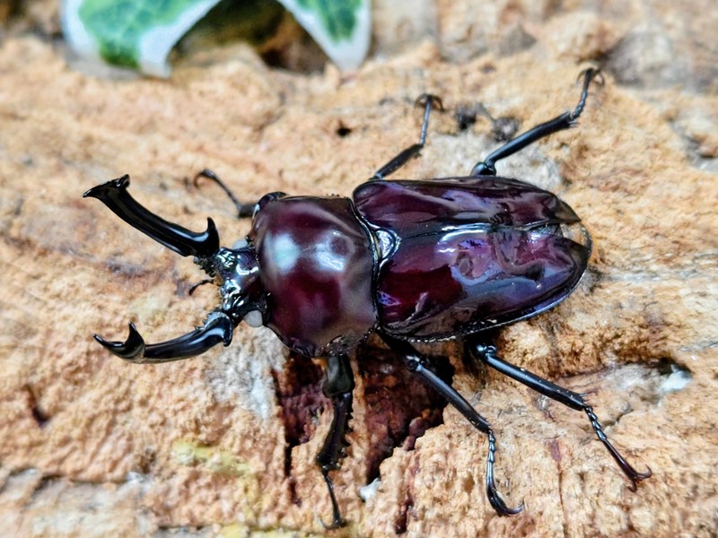 ニジイロクワガタ(紫紺血統)成虫 オーストラリア クィーンズランド産 ペア｜昆虫ショップCOLORS店