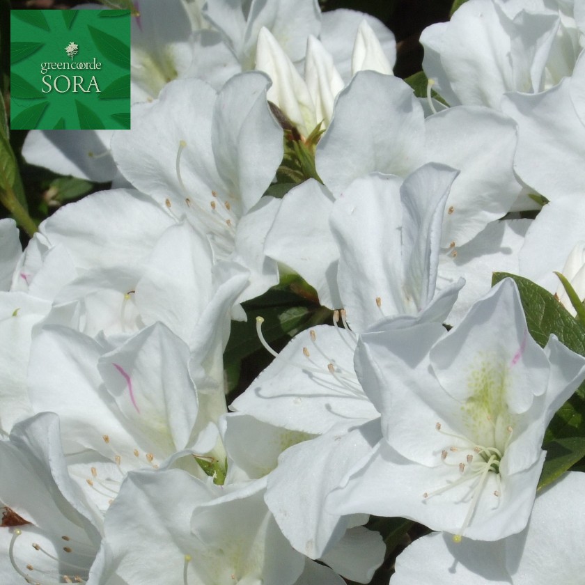 ヒラドツツジ 上白糖冠 10本 植木 苗