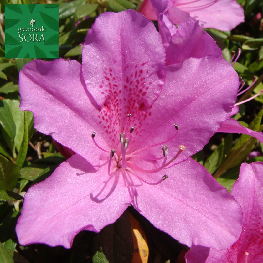 ヒラドツツジ 大紫 10本 植木 苗