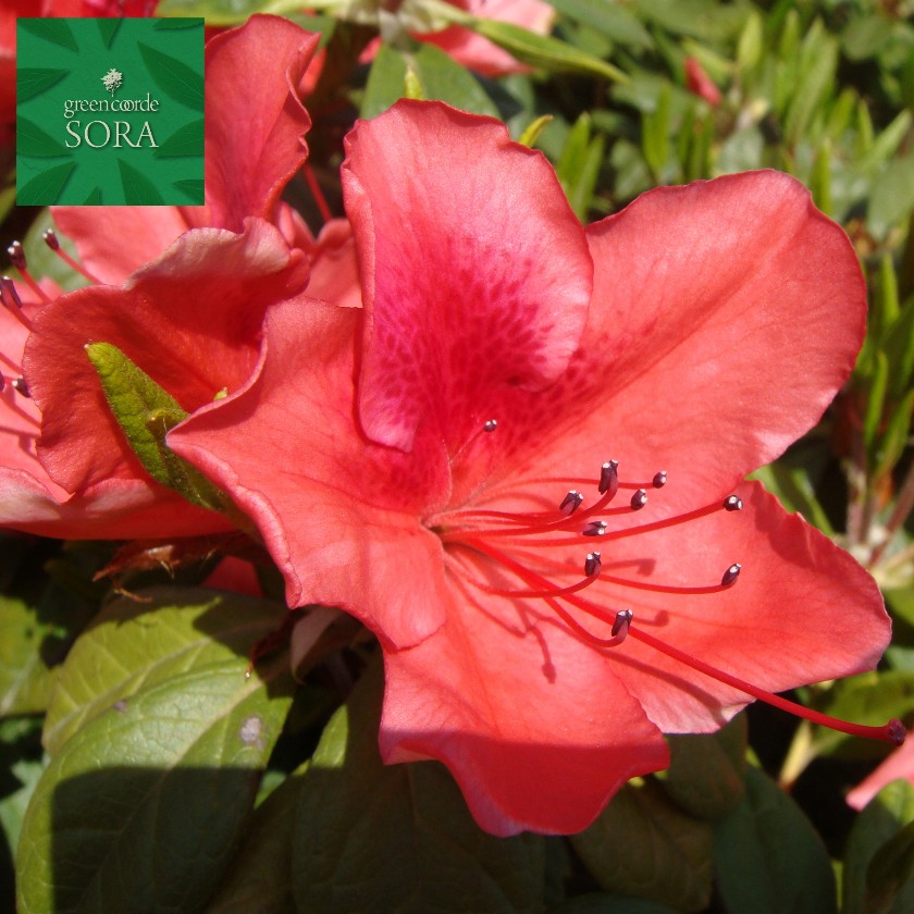 ヒラドツツジ 緋扇 10本 植木 苗