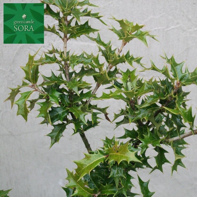 楽天市場 ヒイラギ H400 600mm 5本 鉢底より 植木 苗 Sora