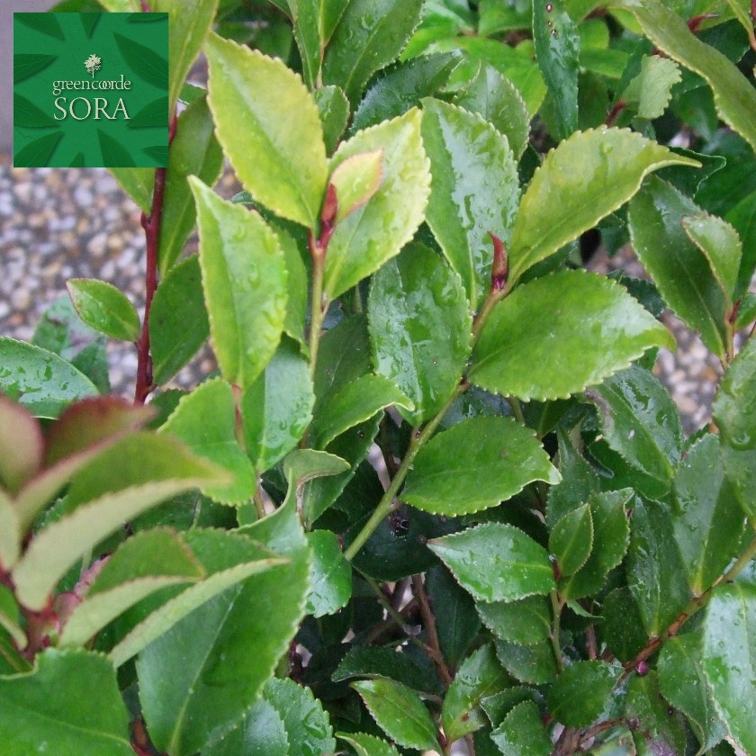 ヒサ柿 H400～600粍 10本 鉢底より 植木 苗