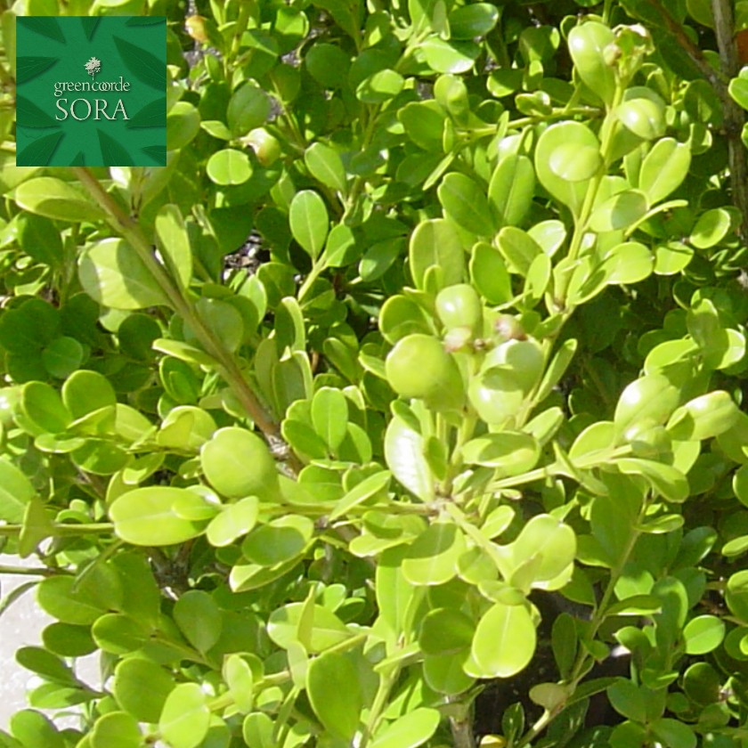 ブラックサポテ接木　２本セット 楽天市場】ブラックサポテ 取り木 スリット8号 3年生大苗 大型宅配便