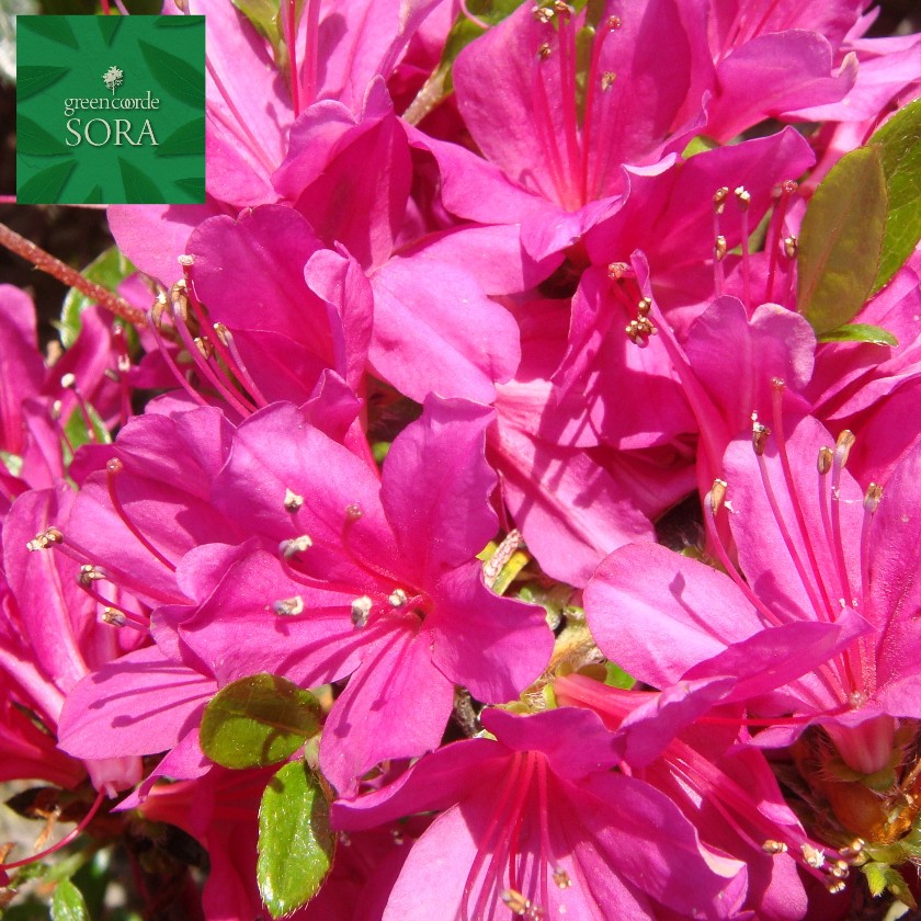 クルメツツジ 裾濃の糸 10本 植木 苗
