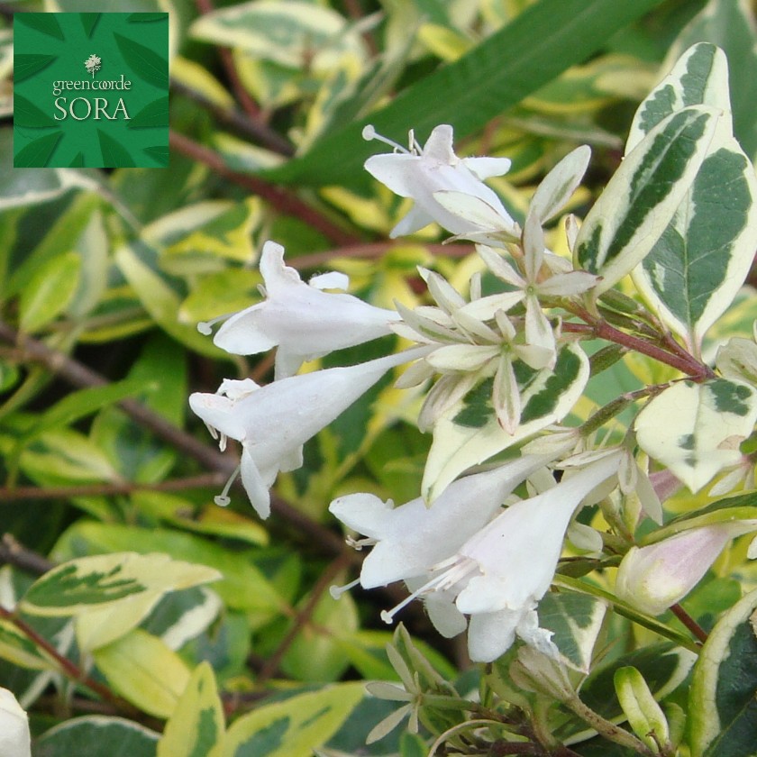 楽天市場 アベリア ホープレイズ 10本 植木 苗 Sora