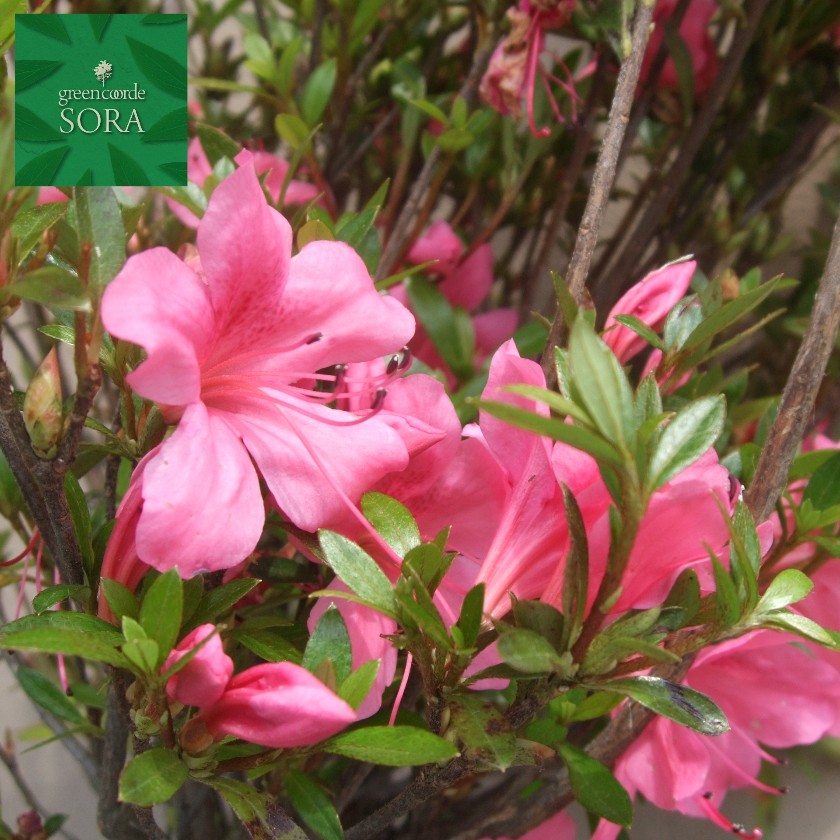 ミエサツキ 10本 植木 苗