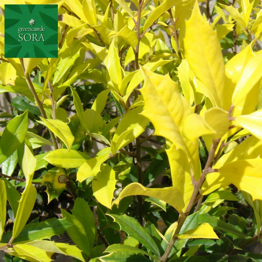 小僧フォスター 10本 植木 苗