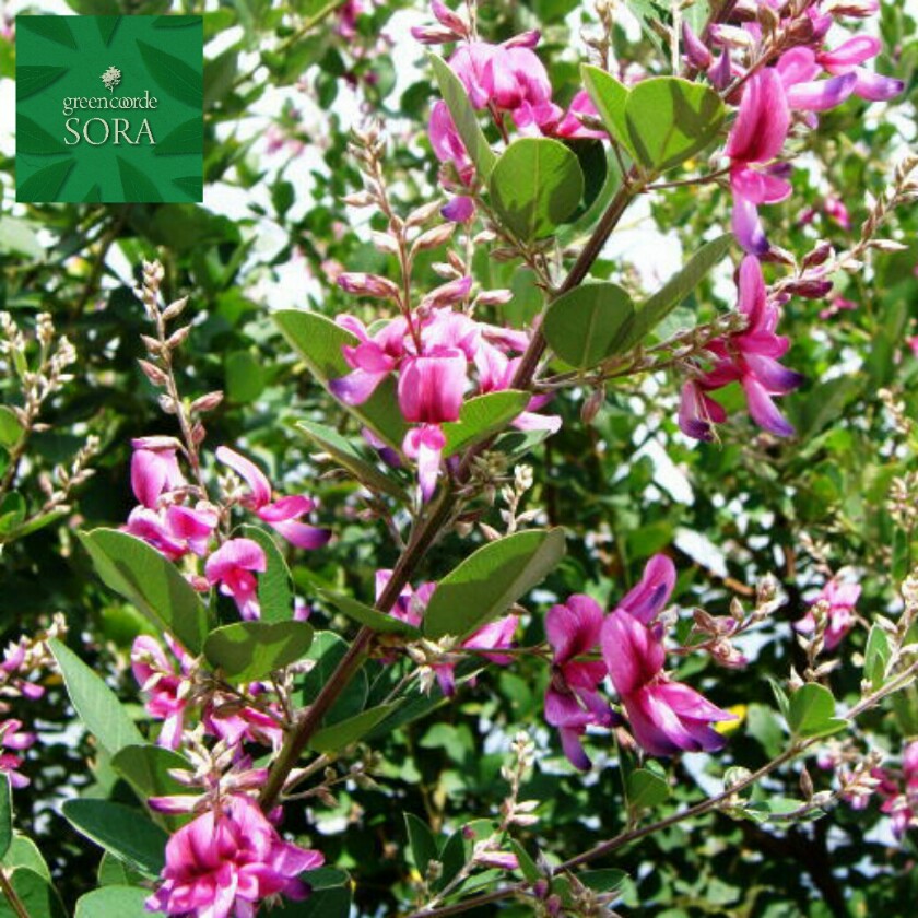ミヤギノハギ 10本 植木 苗