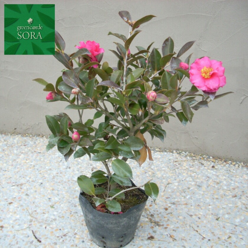 楽天市場 寒椿 赤 5本 植木 苗 Sora