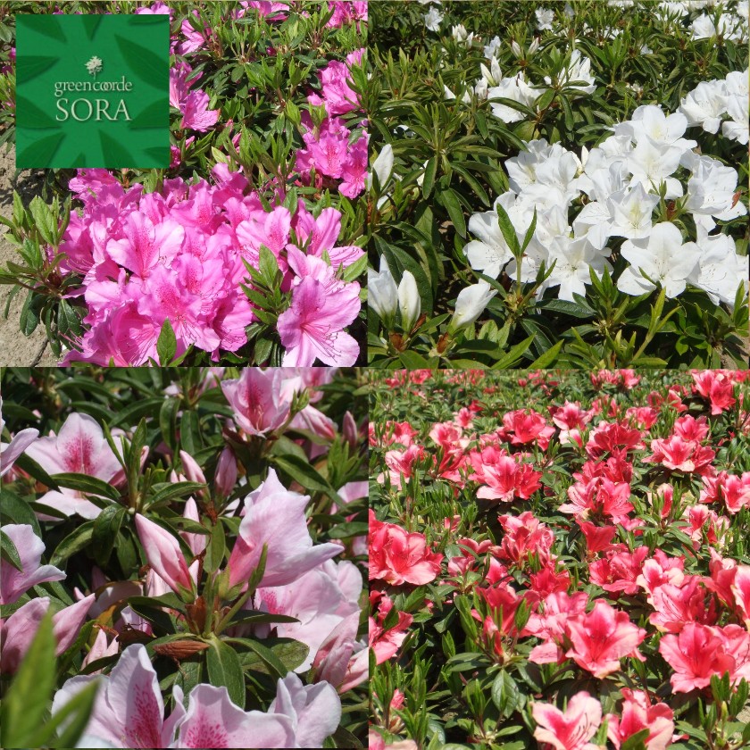 ヒラドツツジ 交ぜ合わせる仕掛ける 10本 植木 苗