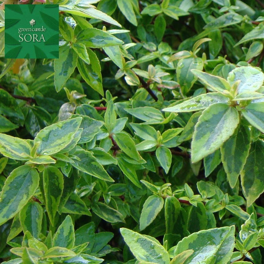 アベリア カレイド領域 10本 植木 苗