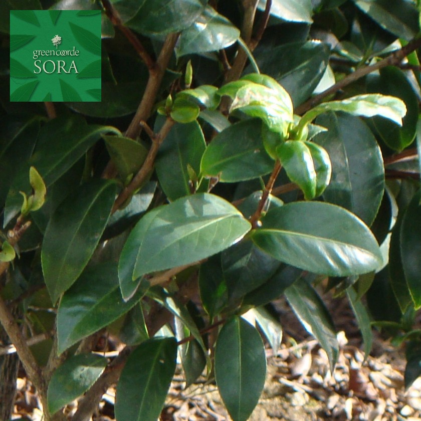 久留米手入らず椿 単木 樹高H:3000粍 植木 苗