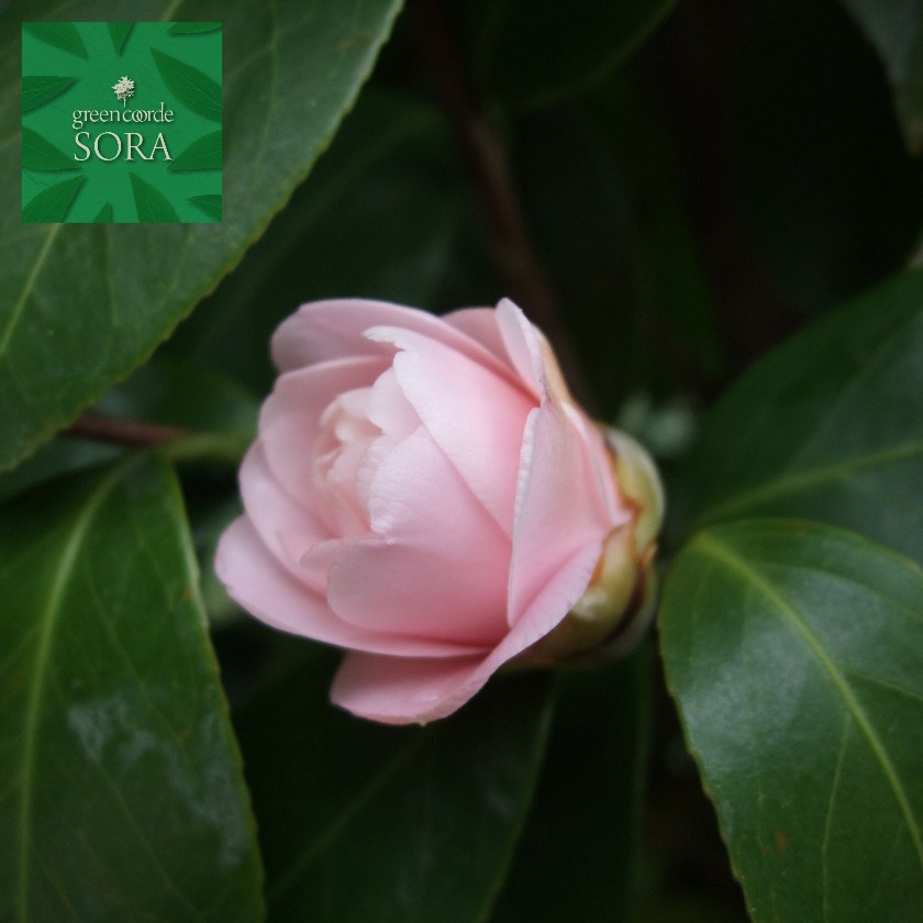 久留米手入らず椿 単木 樹高H:3000粍 植木 苗
