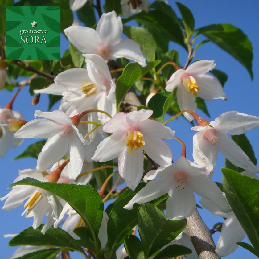 小生の木 白 株立 樹高 H:3000粍 植木 苗