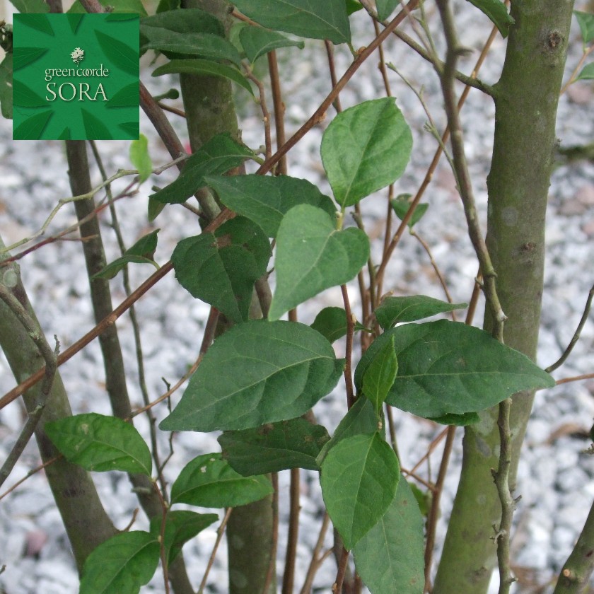 我れ 白花 単木 樹高H:3000粍 植木 苗
