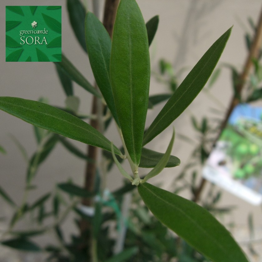 楽天市場】オリーブ サウスオーストラリアベルダル 3.5号 苗木