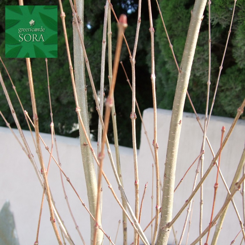 カツラ 単木 樹高H:3000粍 植木 苗