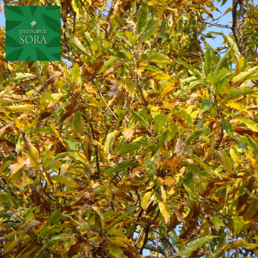楢 単木 樹高H:3000粍 植木 苗