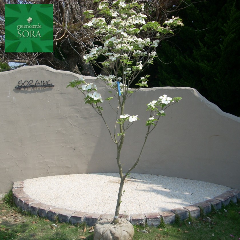 楽天市場 ハナミズキ 白花 単木 樹高3 0m前後 根鉢含まず 単品 相馬グリーン