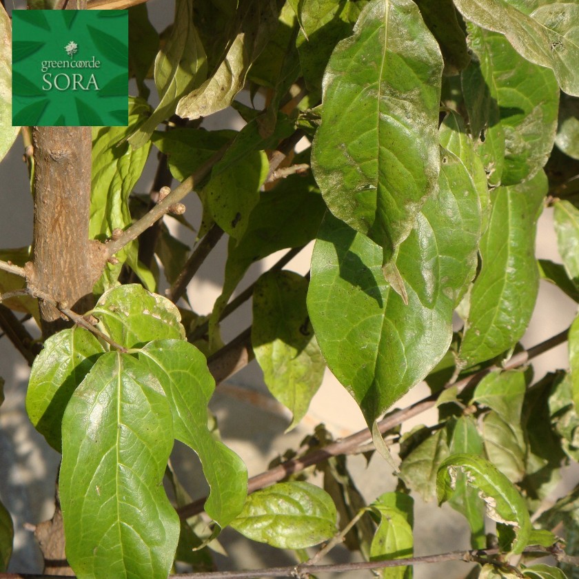 楽天市場 ロウバイ 単木 樹高h 00mm 植木 苗 Sora