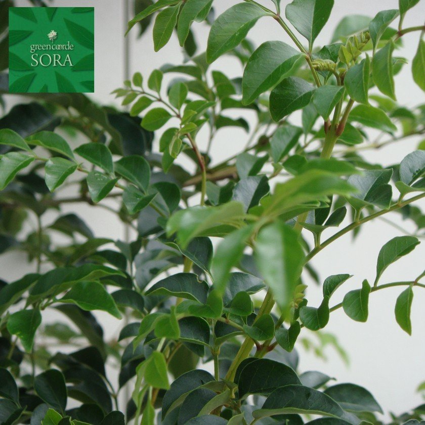 シマ秦皮 株立 樹高 H:3000粍 植木 苗