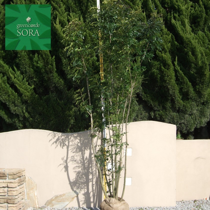 シマ秦皮 株立 樹高 H:3500粍 植木 苗