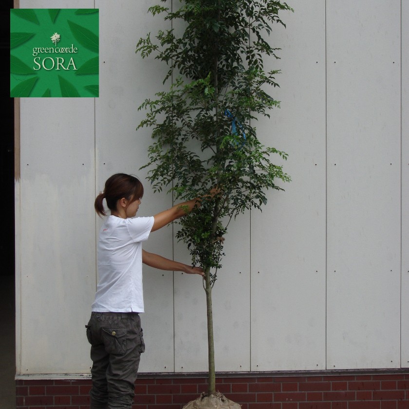 シマトネリコ 単木 樹高h 2500mm 植木 苗 Sora