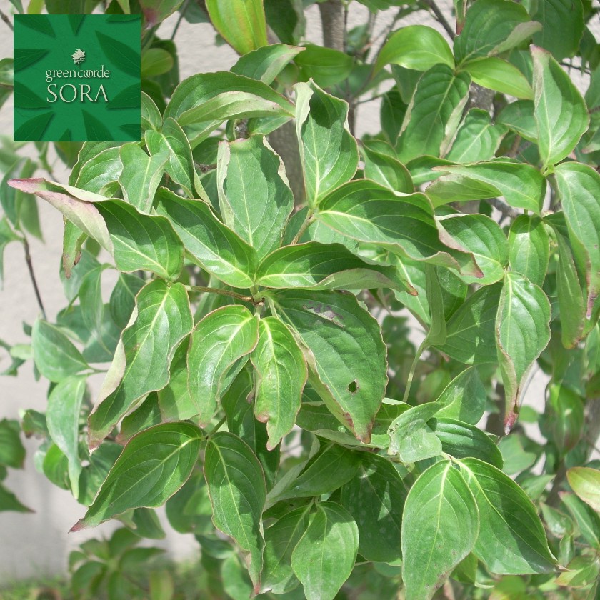 ヤマボウシ 株立 樹高 H:3000粍 植木 苗