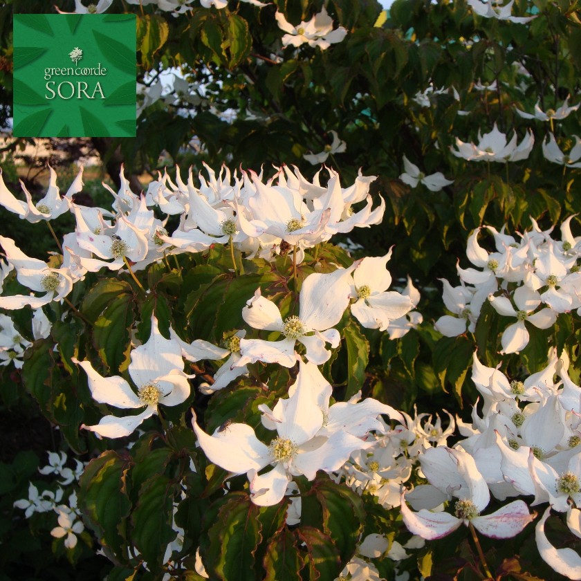 株立 ヤマボウシ H 3500mm 樹高 苗 Sora春に咲く花はとても綺麗です やまぼうし 山法師 植木