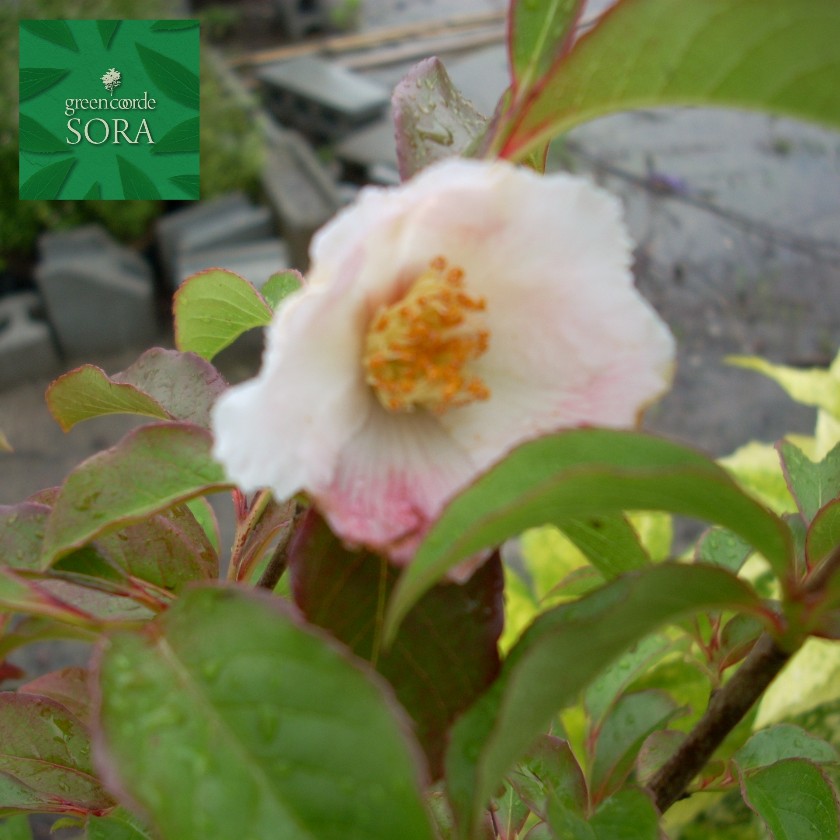 テレビで話題 樹高h 3500mm 秋には紅葉をし晩秋には実を実らせます 娑羅 樹高h 3500mm 株立 苗花 ガーデン Diy 植木 シャラ シャラ 苗 Sora 正規通販 植木 Justblazebarbers Com