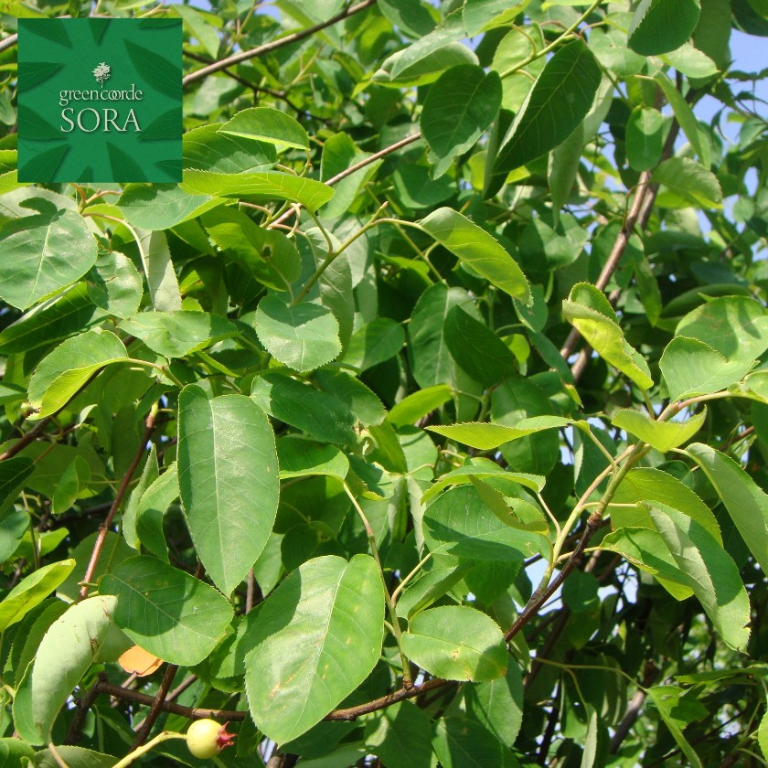 耐寒性が非常に優れています アメリカザイフリボク 株立 H 2500mm 植木 樹高 H 2500mm 植木 株立 ジューンベリー 樹高 苗 Sora