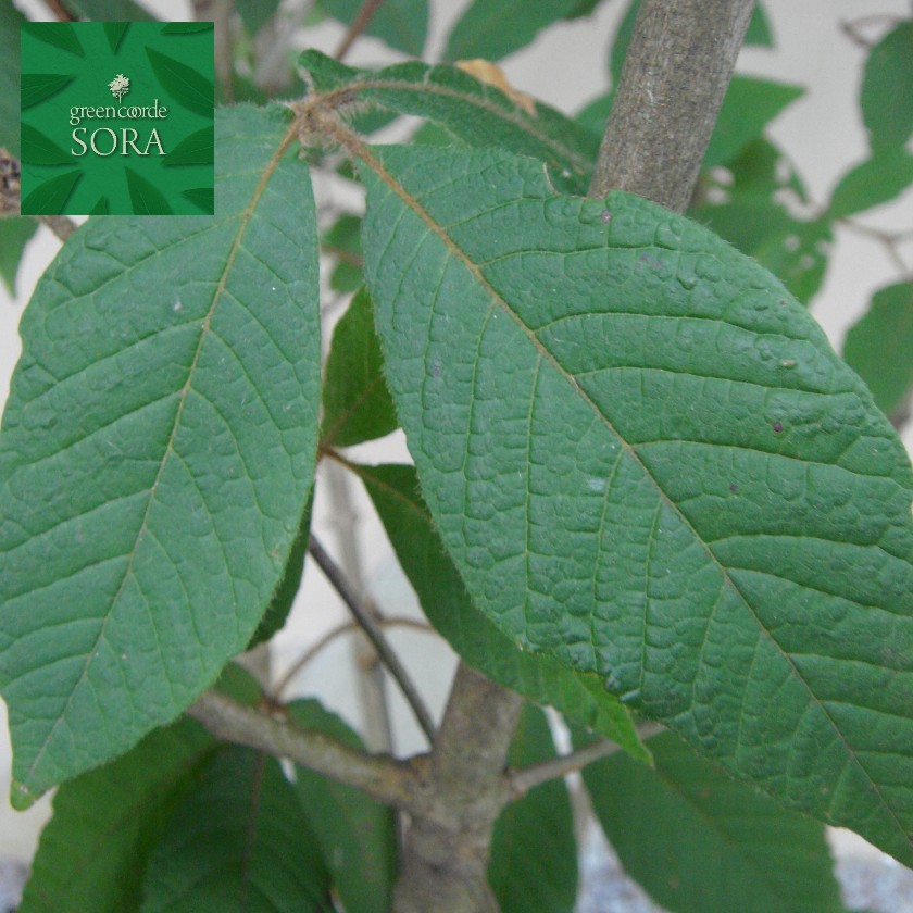 メグスリノキ 株立 樹高H:3000粍 植木 苗