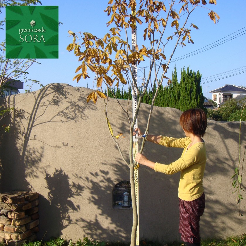 紅花西洋橡の木 単木 樹高H:3000粍 植木 苗