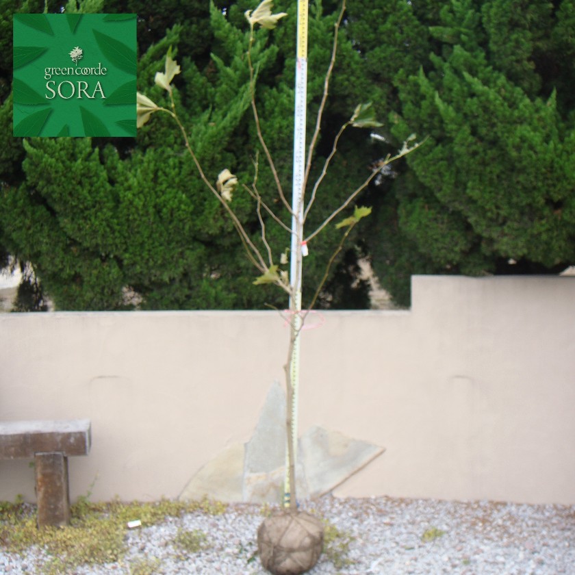 楽天市場 プラタナス 単木 樹高h 2500mm 植木 苗 Sora