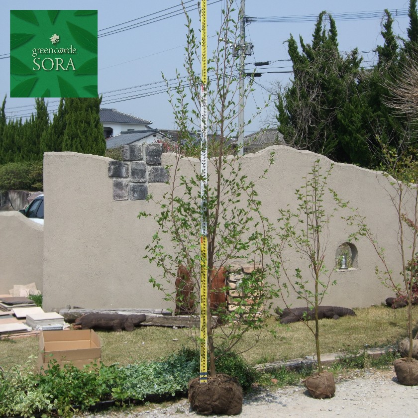 楽天市場】【 商品画像はイメージです 】ヒマラヤスギ『 フィーリン